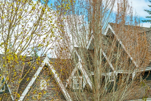 Tree Companies in Freehold Protect What Matters Most-Trees near roofline